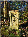 Old Boundary Marker in Hockley Woods