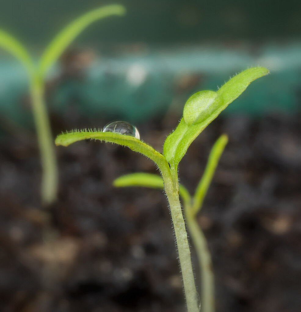 tomato-seedling-jonathan-billinger-geograph-britain-and-ireland