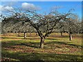 Apple orchard