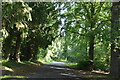 Bridleway, Bedgebury Forest