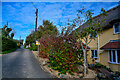 Luccombe Village : Ash Grove