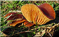 NJ3565 : Fungus by Anne Burgess