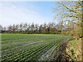 Frosty field corner