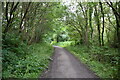 Track in the woods