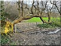 Fallen tree