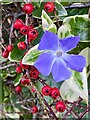 Periwinkle and red berries