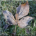 NJ3463 : Frost on a Maple Leaf by Anne Burgess