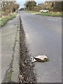 SJ7951 : Dead Sparrowhawk on Alsager Road by Jonathan Hutchins
