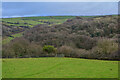 Ilfracombe : Grassy Field