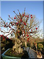 TQ0658 : Wisley - Bonsai Apple Tree by Colin Smith