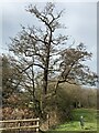 Alder on the edge of Wybunbury Moss