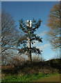 Mobile Phone mast, Armada Park, Torquay