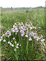 SJ7948 : Cuckoo-flowers at Bateswood Country Park by Jonathan Hutchins