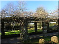 Pergola in Well Hall Pleasaunce