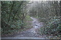 Woodland path, Old Treowen