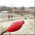 SK6143 : Frost in Gedling Country Park – 22 by Alan Murray-Rust
