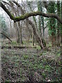 TG3329 : Scrub Woodland by David Pashley