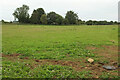 Pasture, Hartley Farm