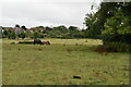 Pasture on the edge of Etchinghill