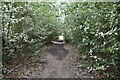 Bridleway, Sissinghurst Park Wood