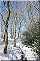 SO9095 : Snowy woodland track on Colton Hills near Wolverhampton  by Roger  D Kidd