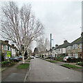 Langham Road: silver birches