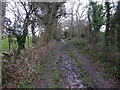 Footpath and bridleway in January