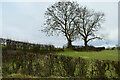 Bare hedge and trees, Moylagh