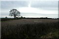 Hedgerow beside Carr Lane