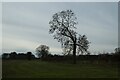 Tree beside Carr Lane