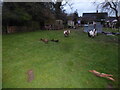 Goats at dusk in a rear garden at Ford