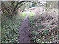 Snowdrops beside the footpath at Upper Cound