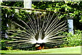 Peacock, Longleat, Wiltshire1992