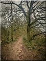 Path Heading to Hobgoblin Gate, Hanchurch Woods