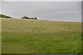 Chalk grassland