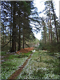NJ3058 : Path in Trochelhill Wood by Anne Burgess