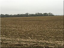 SU5849 : View across Danny Field (26 acres) by Mr Ignavy