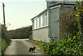 SX8650 : Cat by Tollgate Cottage by Derek Harper
