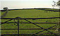 SX8749 : Cattle pasture by Swannaton Road by Derek Harper