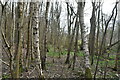 TQ8034 : Silver birches, Hemsted Forest by N Chadwick