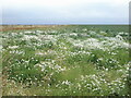 NO6845 : Mayweed growing in an onion field near Rumkemno by Adrian Diack