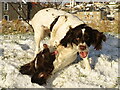 Dogs at horseplay on a snowy canal bank