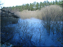 NJ2867 : Forest Pond by Anne Burgess