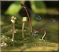 Large Red Damselflies laying eggs