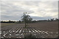 Two trees in a wet muddy field