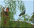 SJ9593 : Wood pigeon on a willow tree by Gerald England