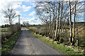 Trees along Moylagh Road