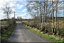 H5364 : Trees along Moylagh Road by Kenneth  Allen