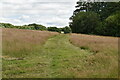 Footpath across grassy field