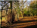 Path in the Dalzell Estate